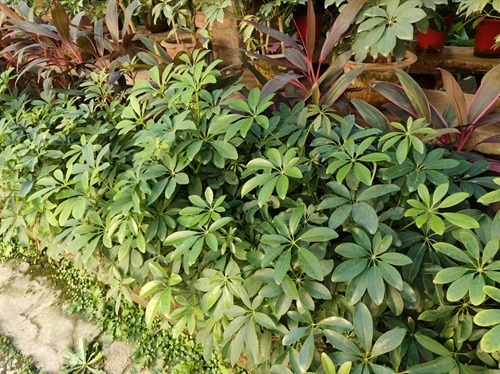 陕西嘉润园林 陕西嘉润园林