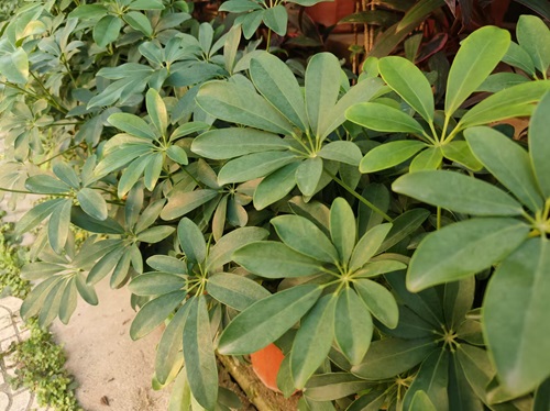 陕西嘉润园林 陕西嘉润园林