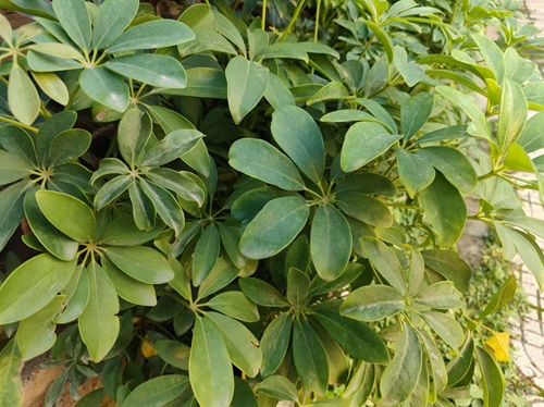 陕西嘉润园林 陕西嘉润园林