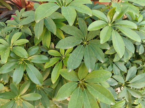 陕西嘉润园林 陕西嘉润园林