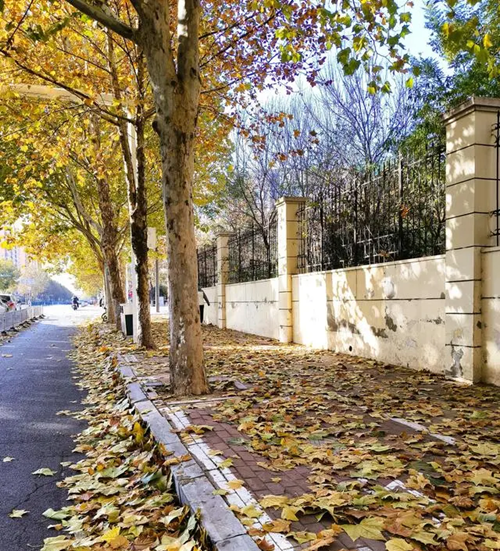 法桐的栽植与养护