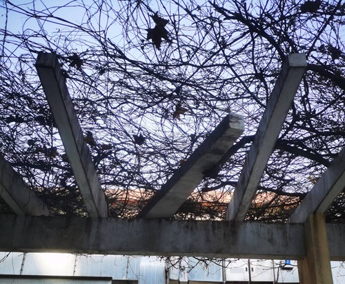 紫藤管理!紫藤春、夏、秋修剪要点,怎么让地栽紫藤开花