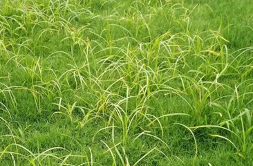 草坪除杂草该怎么做