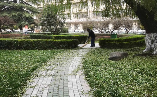 常见绿篱类型+修剪管理措施