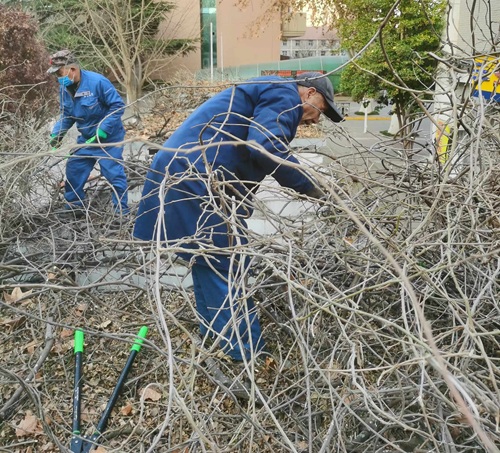 春季园林植物清园须知